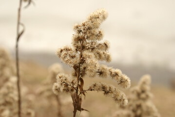 Dry fruits of Solidago - Goldenrods - flowering plant. Golden dried meadow grass.
