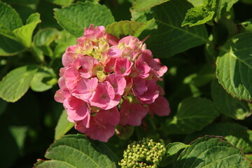 Colorful flower head in round shape of the Hortensia
