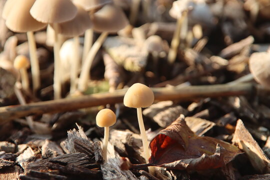 Candolleomyces candolleanus at the botanic garden in Capelle aan den IJssel