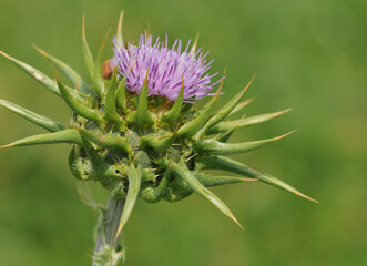 Flowerhead of a milk thistle (Silybum marianum)