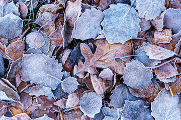 Rime crystals on a fallen leaves background pattern.