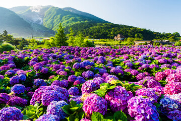 Purple hydrangea flowers bloom beautifully in Jhuzihu of Yangmingshan National Park, Taiwan. 