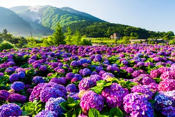 Fotobehang Purple hydrangea flowers bloom beautifully in Jhuzihu of Yangmingshan National Park, Taiwan.  © BINGJHEN