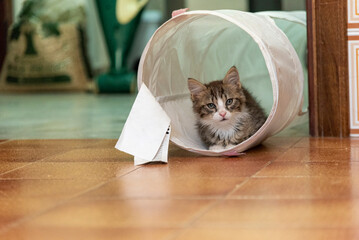 Gattino tricolore gioca con il tunnel