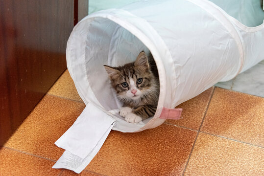Micetto gioca dentro il tunnel