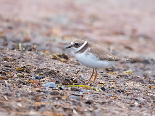 Der Sandregenpfeifer (Charadrius hiaticula)