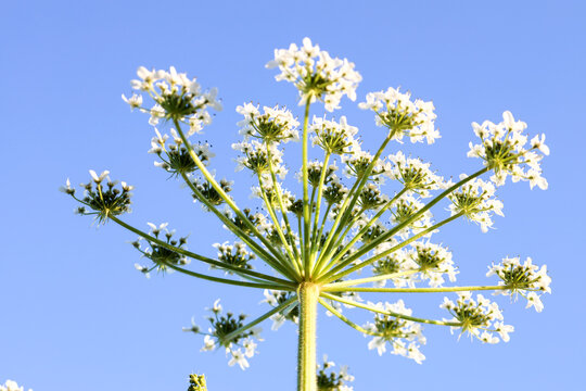 Hogweed plants in the wild along road in evening sun at Moerkapelle