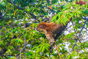 Coati climb trees branches and search fruits tropical jungle Mexico.