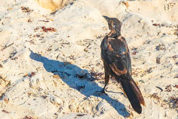 Great-Tailed Grackle bird birds walking on beach Mexico.