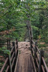Fototapeta premium Wooden Bridge in the Forest