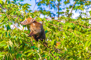 Coati climb trees branches and search fruits tropical jungle Mexico.