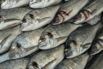 Obraz premium silver bream remain chilled on a bed of ice waiting to be sold by a fishmonger in a market stall. These saltwater fish are caught in great numbers and sold throughout the UK 