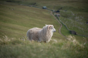 Fototapeta premium Pecora alle isole Faroe