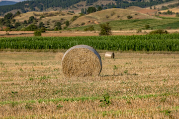 A rolled forage bale left on agricultural field.
