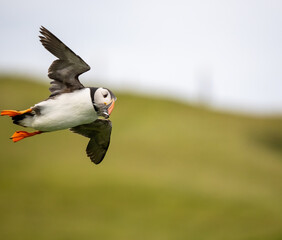 Puffin in flight with a capelin in its beak, Storhofdi, Vestmannaeyjar (Westman Islands) off the south coast of Iceland