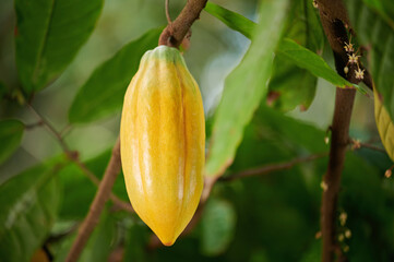 Fresh cacao chocolate pod