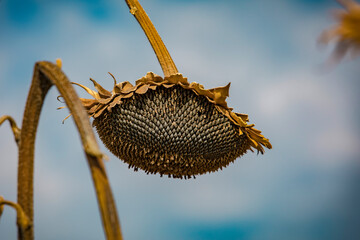 A sunflowers head dried and its seeds are visible.