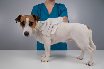 Veterinarian washing a jack russell terrier dog with a disposable wet glove. Pet hydrosol cleaning gloves. 