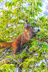 Coati climb trees branches and search fruits tropical jungle Mexico.