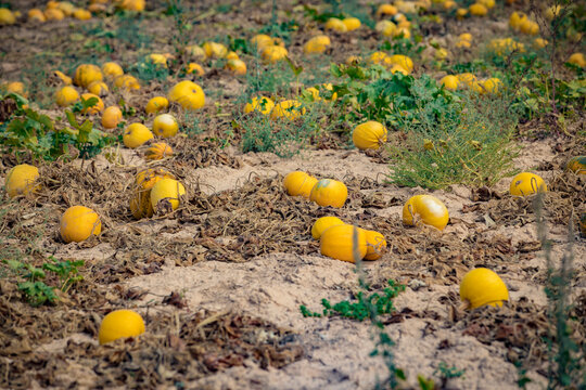 Grown pumpkins are alying on agriculture field in harvest season, Turkey.
