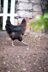Vertical image of a rooster walking in the field.