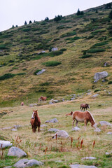 Horses grazing freely in the mountains.