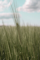field of wheat