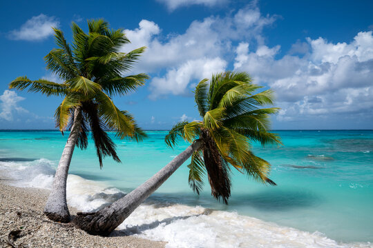 Palm Trees Blue Water Sunny