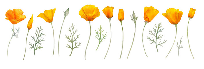 Watercolor california orange poppies isolated. Hand painted illustration with sunny bright orange and yellow flowers to design invitations, postcards and other print