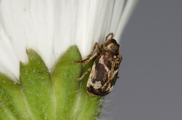 Un minuscule coléoptère sur une fleur , l'Hédobie impériale (Ptinomorphus imperialis)