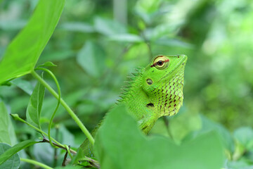 An angry green lizard's (Calotes Calotes) head view