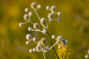 Rattlesnake Master (Eryngium yuccifolium) is a beautifully unusual plant with white, ball-shaped flowers and long strap-like foliage; highly attractive to and butterflies and native bees. 