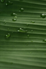 Fototapeta na wymiar Dew on Green banana leaves line texture