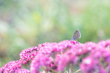 Argus butterfly on pink sedum flower