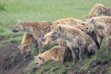 Naklejka premium Clan of spotted hyenas on the banks looking while one hyena has tongue out licking its nose in the African bush of Masai Mara game reserve Kenya