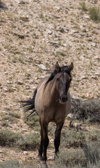 Obraz na płótnie Canvas Beautiful Wild Horse in Summer in Montana