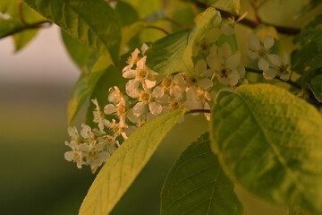 Blossom of fruity tree.