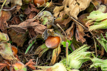 Pickled green shelled fresh hazelnuts. Green Hazelnuts.