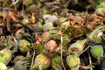 Pickled green shelled fresh hazelnuts. Green Hazelnuts.