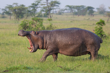 Hippopotamus walking on the grass with open mouth on the plains of Masai Mara game reserve in Kenya. African wildlife on safari