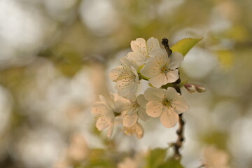Blossom of fruity tree.