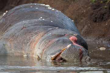 Partly decomposed dead hippo cadaver lying in the water. Raw nature on African safari
