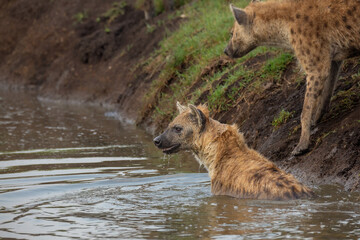 Spotted hyena in the water looking sideways while another hyena is standing on the banks of the river