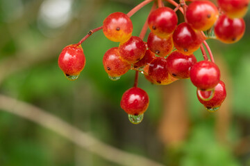 red currant bush