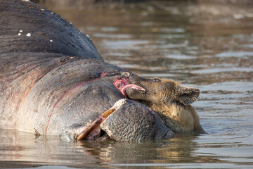 Spotted hyena in the water scavenging and licking hippopotamus cadaver. Wildlife on safari