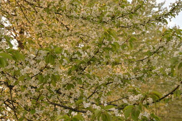 Fototapeta premium Blossom of fruity tree.