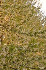 Blossom of fruity tree.
