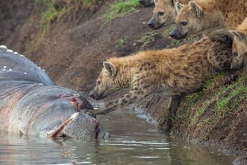 Spotted hyena pushing dead hippo in the water while clan is watching from the river bank. African wildlife on safari