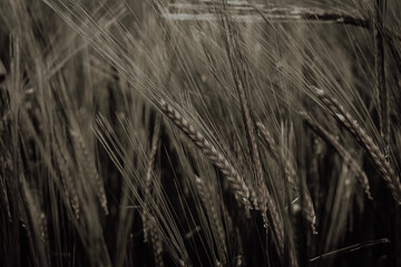 field of wheat