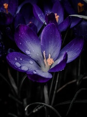 purple and yellow flower